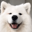 Contributor 3 Avatar